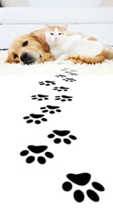 Pet Stain & Odor Removal Services TXC Pet Stain and Pet Odor Removal from Carpets