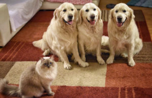 Residential Services, Carpet Cleaning, Rug Cleaning, Pet Urine And Odor Removal, Tile & Grout Cleaning, Upholstery Cleaning, Fire Damage, Power Washing, Air Duct Cleaning, Emergency Water Extraction, Maid Services, Commercial, Commercial Services, Carpet Cleaning, Carpet Repair, Pet Urine And Odor Removal, Fire Damage, Rug Cleaning, Power Washing, Air Duct Cleaning, Emergency Water Extraction, Maid Services, Industrial, Industrial Services, Carpet Cleaning, Carpet Repair, Pet Urine And Odor Removal, Fire Damage, Rug Cleaning, Power Washing, Air Duct Cleaning, Emergency Water Extraction, Maid Services